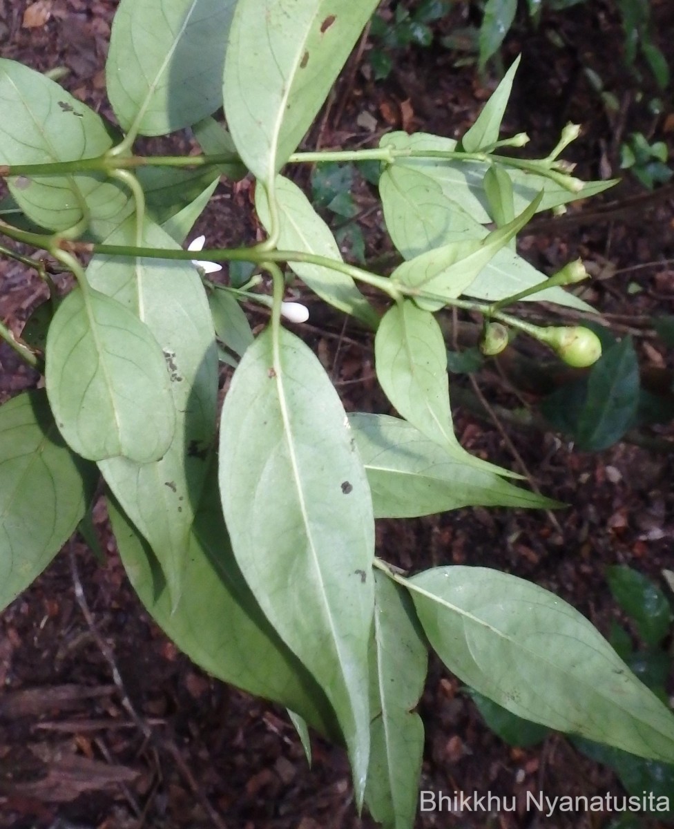 Gaertnera walkeri (Arn.) Blume